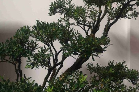 黄杨种子种植方法,什么时候种