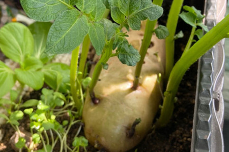 种植土豆的方法步骤,什么时候种植