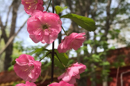 榆叶梅和樱花的区别