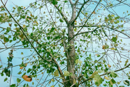 杨树病害症状及防治