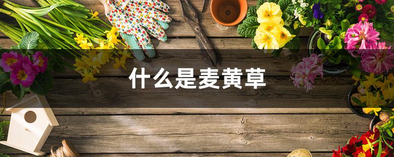 什么是麦黄草