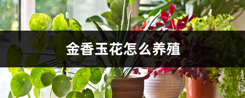 金香玉花怎么养殖耐寒吗