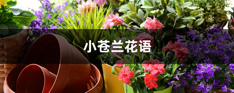 小苍兰花语