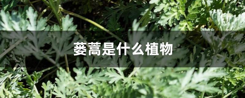 蒌蒿是什么植物