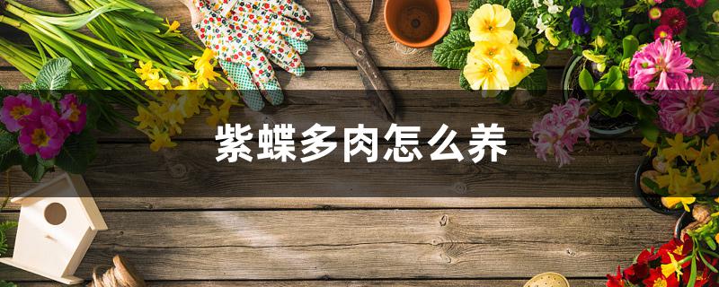 紫蝶多肉怎么养