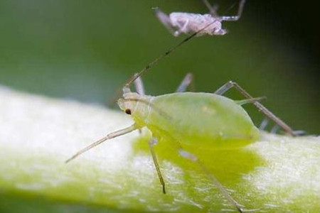 蚜虫 蚜虫