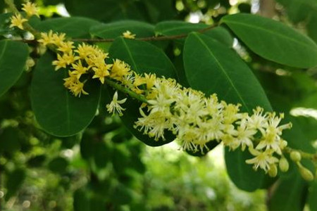 海红豆浇水的时间方法水量频率