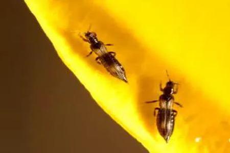 三色堇有哪些病虫害，应如何防治- 花百科