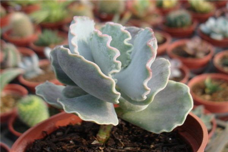 银波锦修剪方法