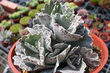 如何把扇雀养成老桩