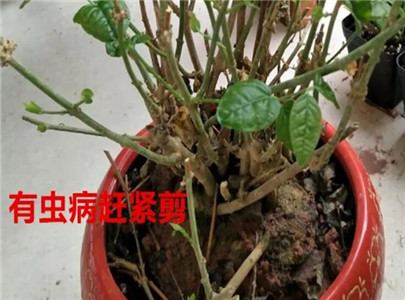 修剪栀子花