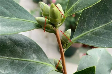 茶花疏蕾方法