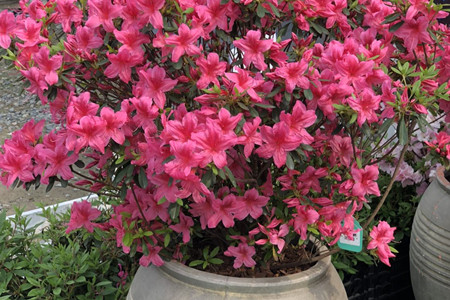 杜鹃花的家庭养法,在家养好不好 - 花百科
