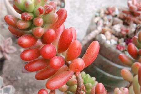 虹之玉多肉怎麼養怎麼養出鮮紅色