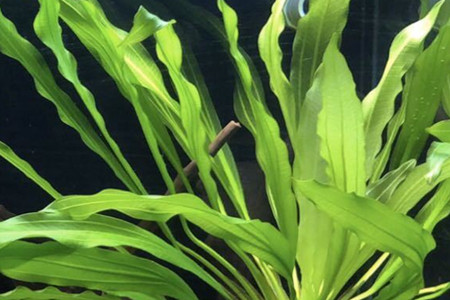 皇冠水草开花长出水面怎么办开花后怎么处理