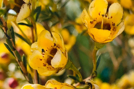 澳洲腊梅的种植方法,怎么养护