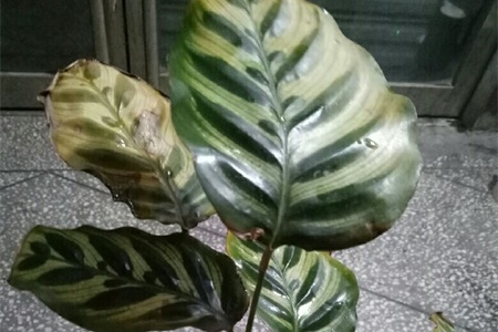 孔雀竹芋叶子干枯怎么办,叶子干枯的原因