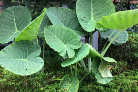 大野芋和滴水观音区别,能吃吗