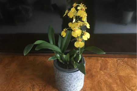 跳舞兰的花语和寓意