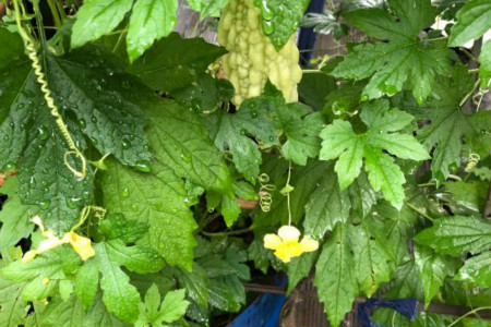 金铃子种植时间和方法