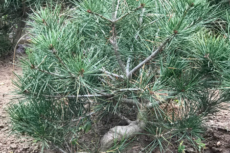 白皮松盆景修剪步骤,什么时候修剪