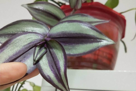 吊竹梅和油画婚礼吊兰的区别 分别怎么养护 吊竹梅和油画吊兰的区别 人社网