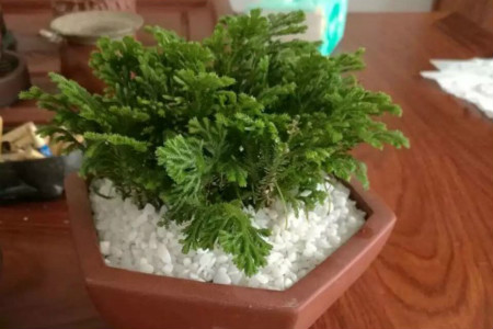 侧柏是裸子植物还是被子植物 热备资讯