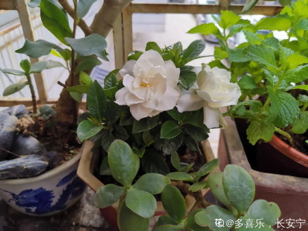 栀子花