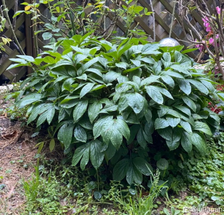 牡丹、芍药