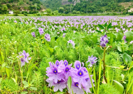 水葫芦