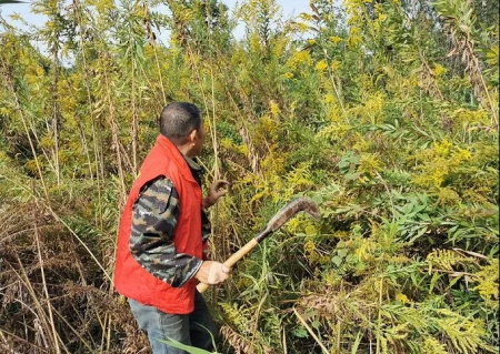 加拿大一枝黄花