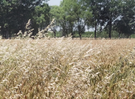 野燕麦