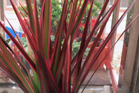 七彩龙血树的养殖方法和注意事项