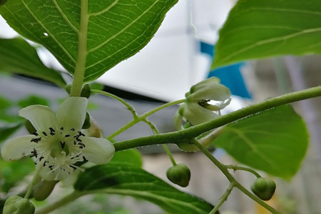 软枣猕猴桃怎么修剪