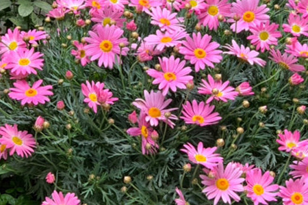 玛格丽特的花越来越小怎么办 - 花百科