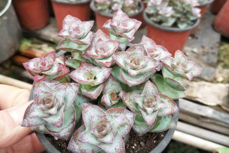 星王子怎么繁殖