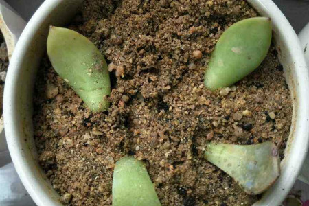 多肉植物扦插繁殖方法