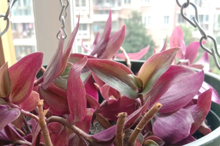 紫色吊兰怎么养才能更旺盛