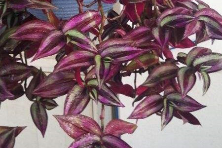 紫色吊兰怎么养才能更旺盛