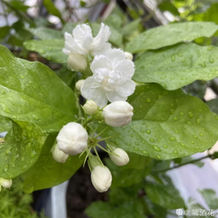 茉莉花