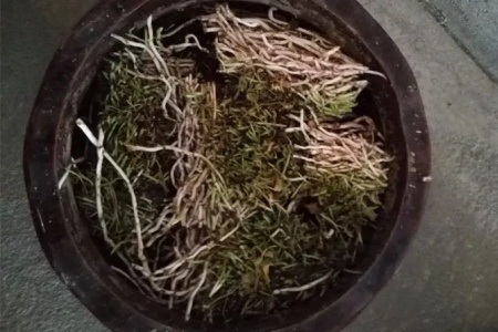 铜钱草根茎水培步骤 - 花百科