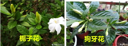 狗牙花和栀子花