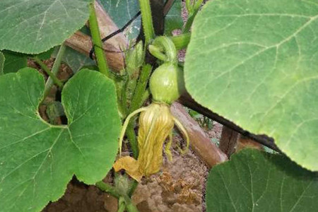 南瓜如何打顶和剪枝 花百科