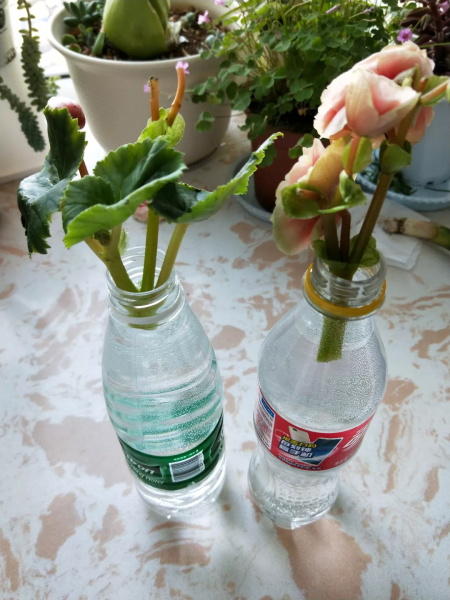 丽格海棠水培方法图片