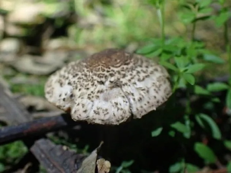 肉褐鳞环柄菇