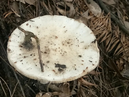 鹅膏菌属