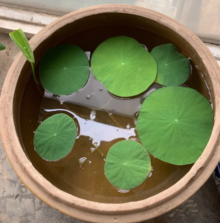 水生植物