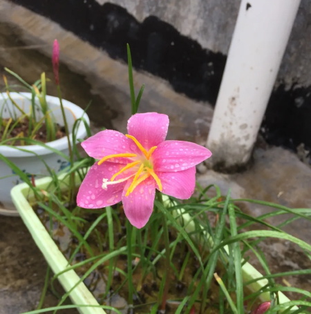 风雨兰