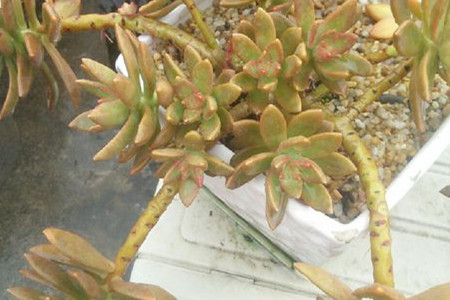 多肉老桩头太重站不稳怎么办