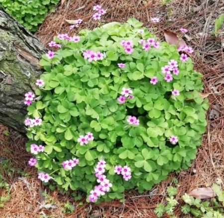 红花酢浆草